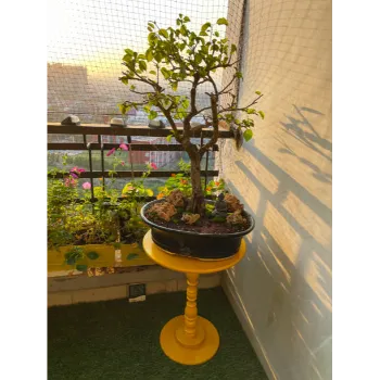 Natural Bonsai Plants